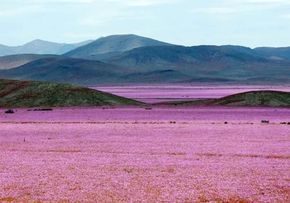 Desierto